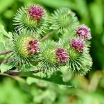 Sommaco: Il Tesoro Rosso Rubino del Mediterraneo – Scopri i Segreti e le Virtù di Questa Straordinaria Erba Aromatica!