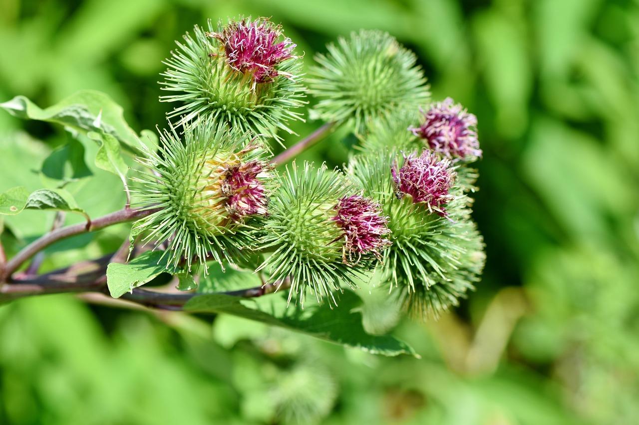 Bardana: Il Tesoro Nascosto del Tuo Giardino – Scopri gli Straordinari Benefici di Questa Erba Miracolosa!