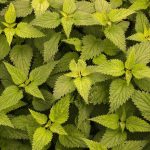 Bardana: Il Tesoro Nascosto del Tuo Giardino – Scopri gli Straordinari Benefici di Questa Erba Miracolosa!